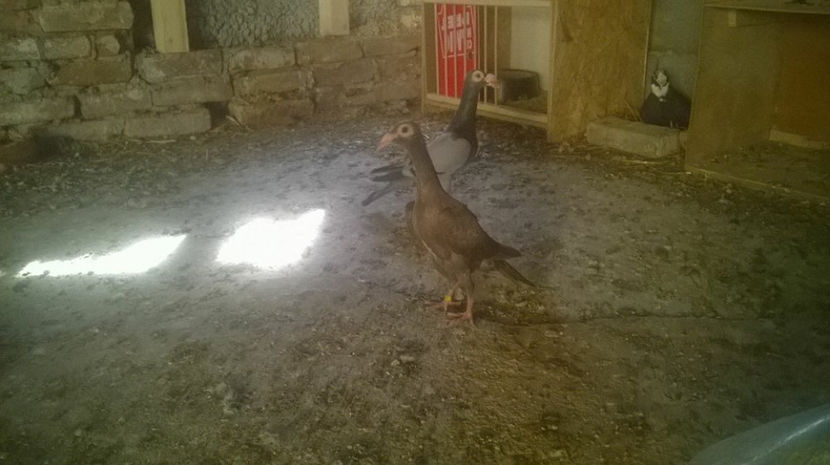  - 7 PUI DE CARIERI 2017