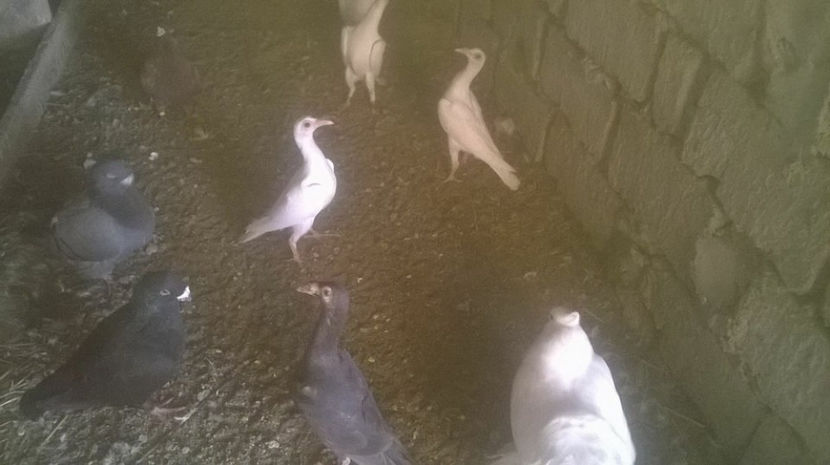  - 7 PUI DE CARIERI 2017