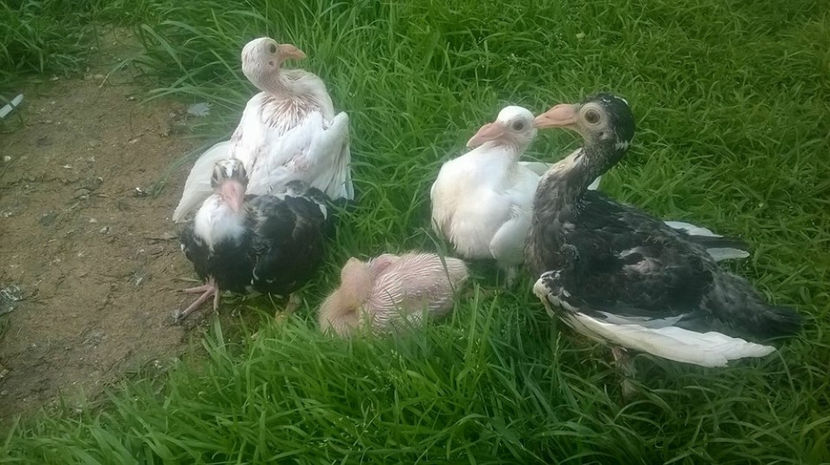  - 7 PUI DE CARIERI 2017