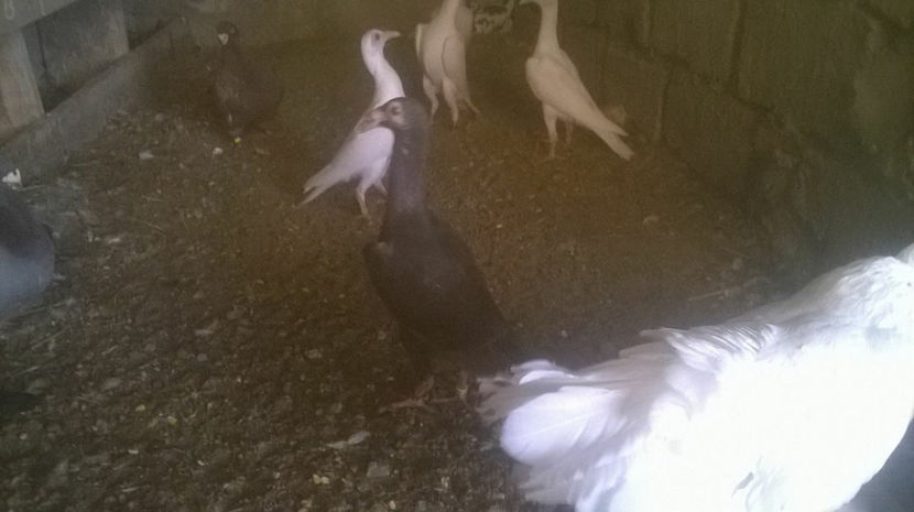  - 7 PUI DE CARIERI 2017