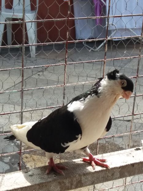  - Galatenii nu ii mai detin!!