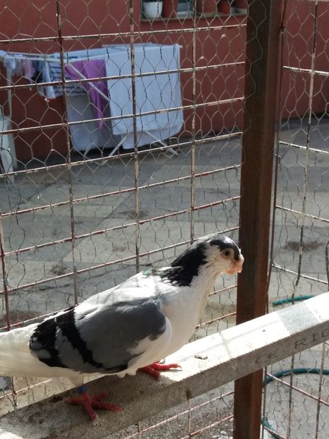  - Galatenii nu ii mai detin!!