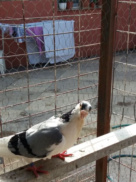  - Galatenii nu ii mai detin!!