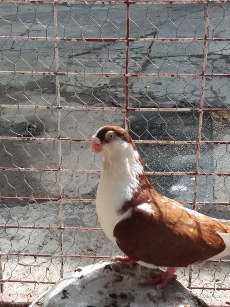  - Galatenii nu ii mai detin!!