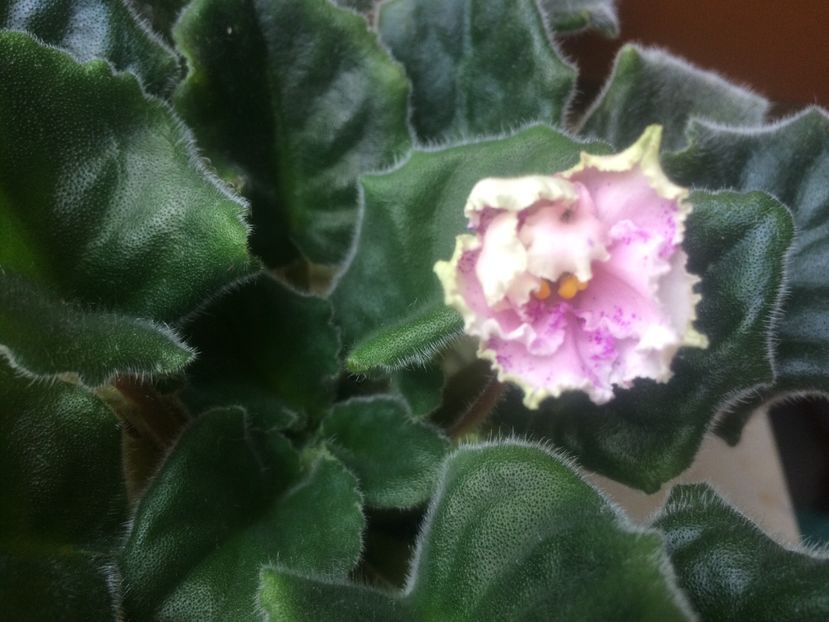 3.06.2017 - A-Ajutor la identificat violete si alte plante