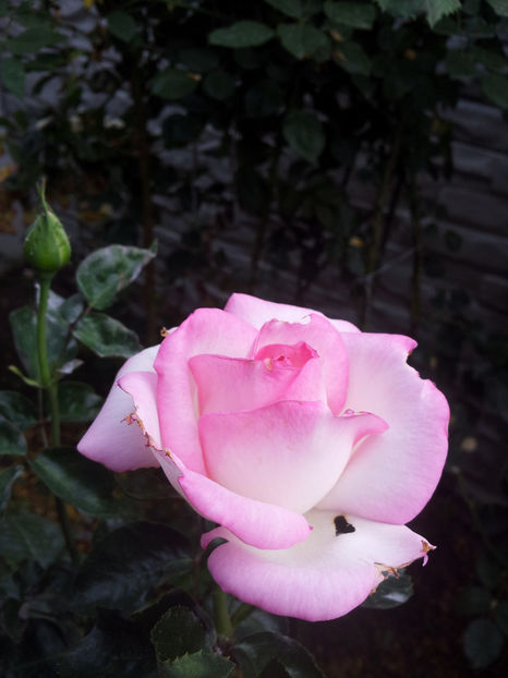  - Princess de Monaco