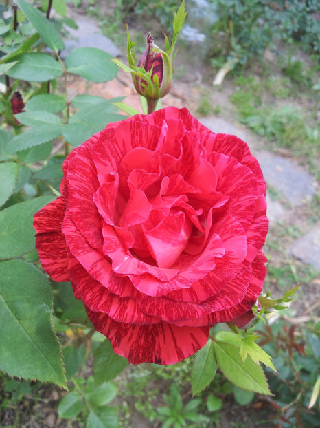  - Red Intuition 2