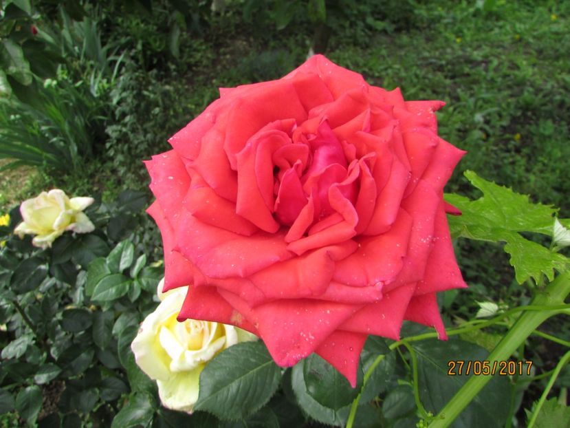  - TRANDAFIRI 2017