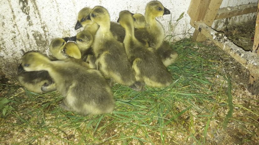  - 3 Boboci de gasca Africana 2017