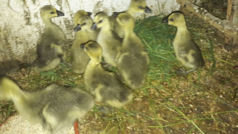  - 3 Boboci de gasca Africana 2017