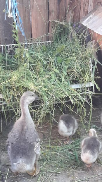 Rezerva - 3 Boboci de gasca Africana 2017