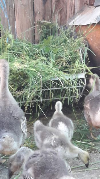 Iarba - 3 Boboci de gasca Africana 2017