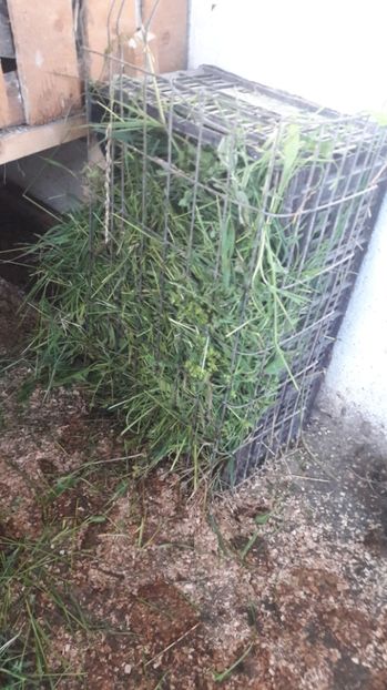  - 3 Boboci de gasca Africana 2017