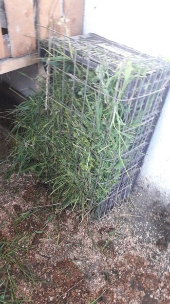  - 3 Boboci de gasca Africana 2017