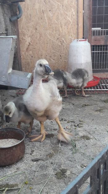 Buff - 3 Boboci de gasca Africana 2017