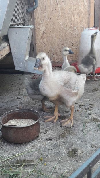  - 3 Boboci de gasca Africana 2017