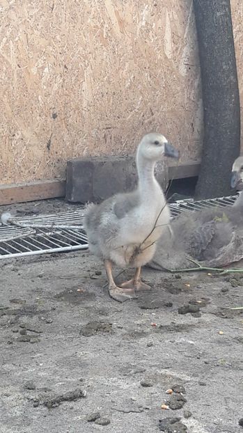 Seria 2 - 3 Boboci de gasca Africana 2017