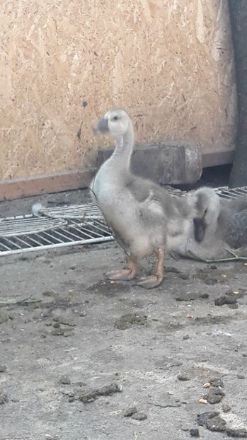  - 3 Boboci de gasca Africana 2017