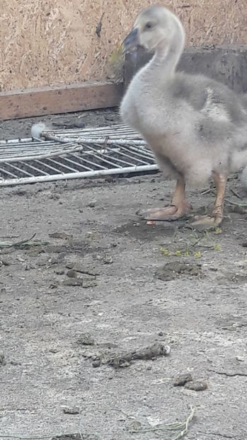  - 3 Boboci de gasca Africana 2017