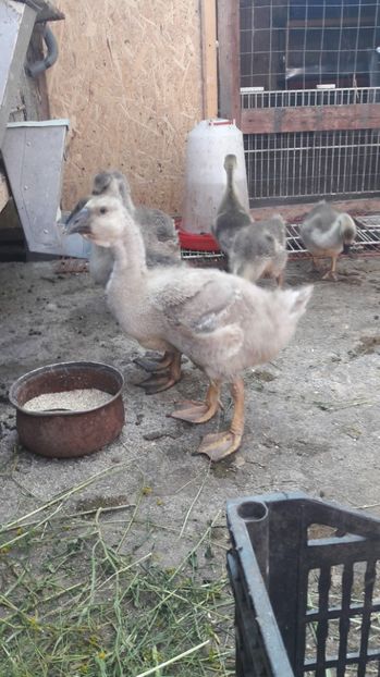  - 3 Boboci de gasca Africana 2017