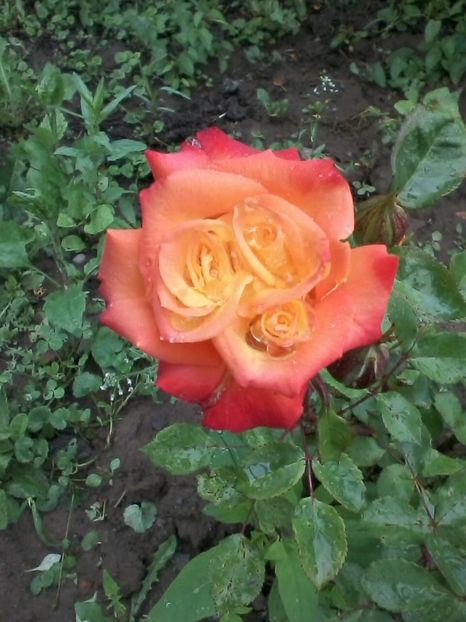  - Trandafiri-2 anul 2017