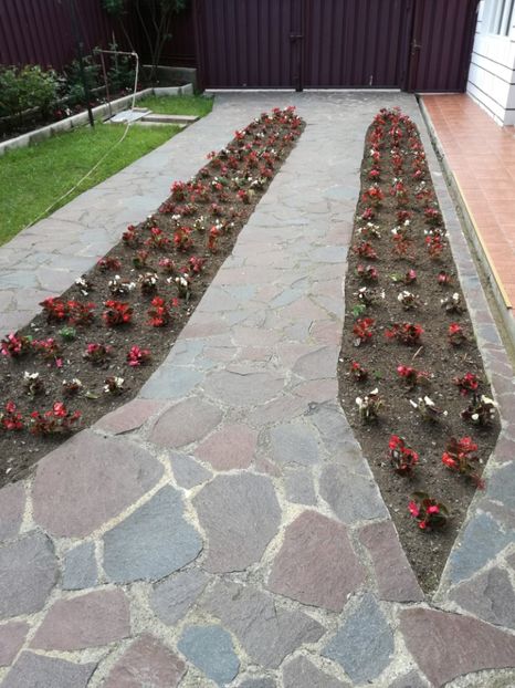  - Begonii de grădină 2017