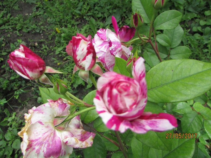  - TRANDAFIRI 2017