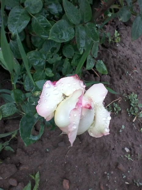  - Trandafiri-2 anul 2017