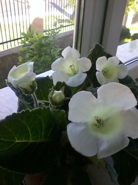 Gloxinia - Flori de camera