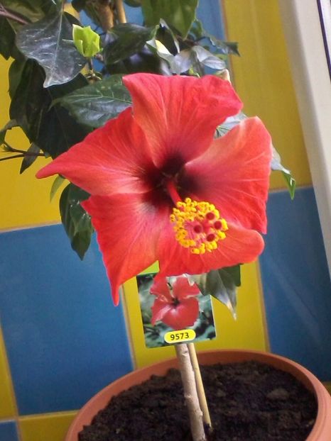 Hibiscus - Flori de camera