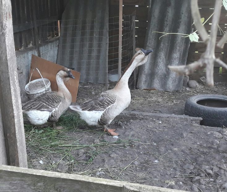 Ne asteptam - a Gaste Africane matca 2017