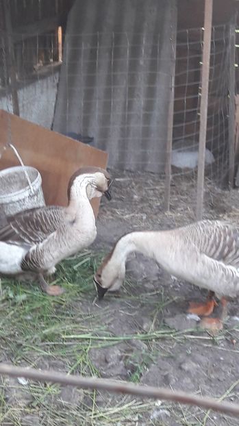  - a Gaste Africane matca 2017