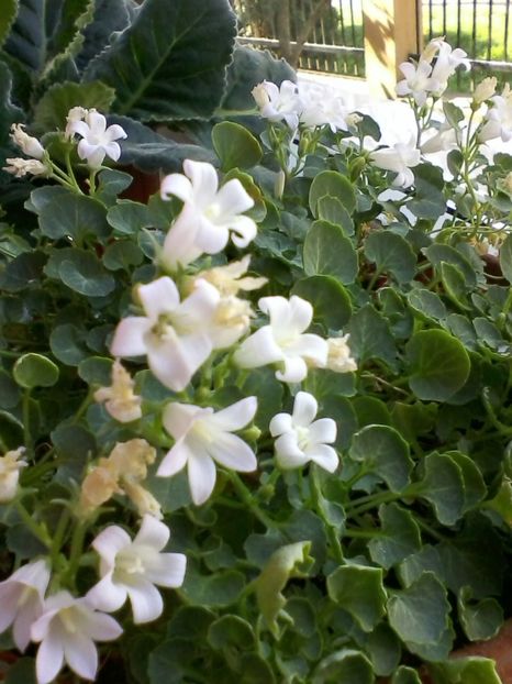 Campanula - Flori de camera