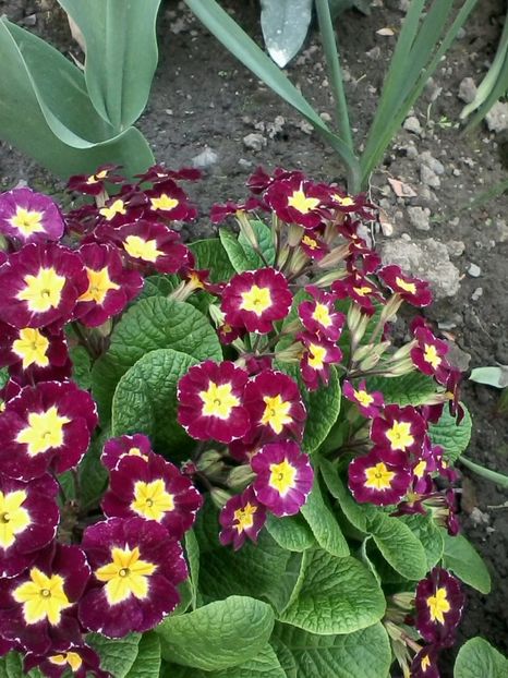 Primula - Gradina 2017