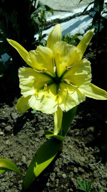 P_20170603_144510 - Din gradina mamei