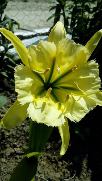 P_20170603_1445 - Din gradina mamei