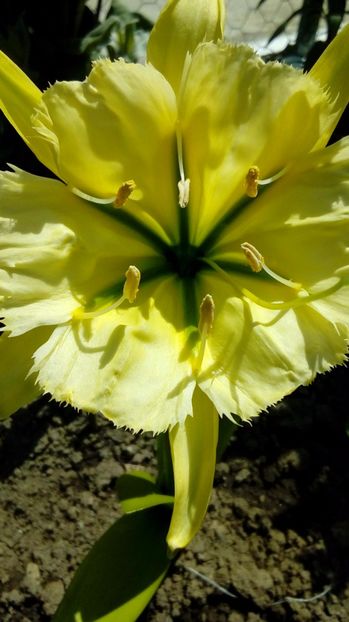 P_20170603_144548 - Din gradina mamei