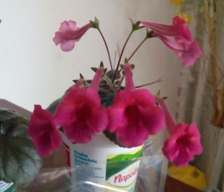  - Mini Sinningia 2017