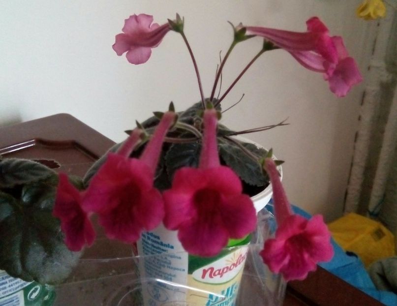  - Mini Sinningia 2017