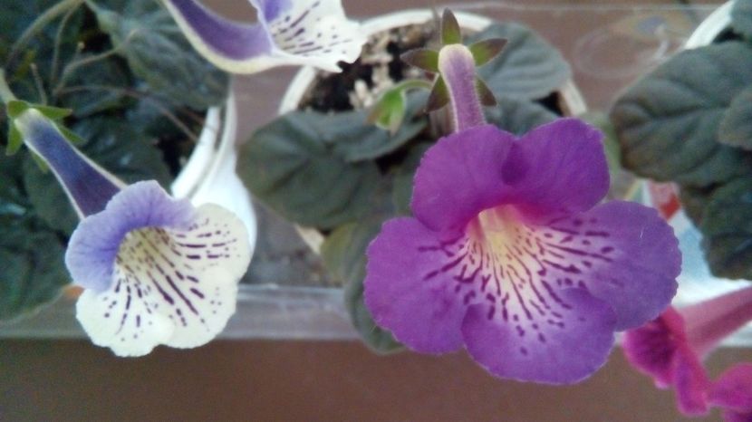  - Mini Sinningia 2017