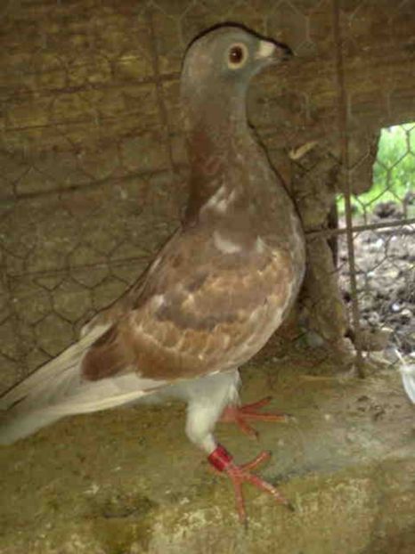 107 - X-Porumbei vinduti