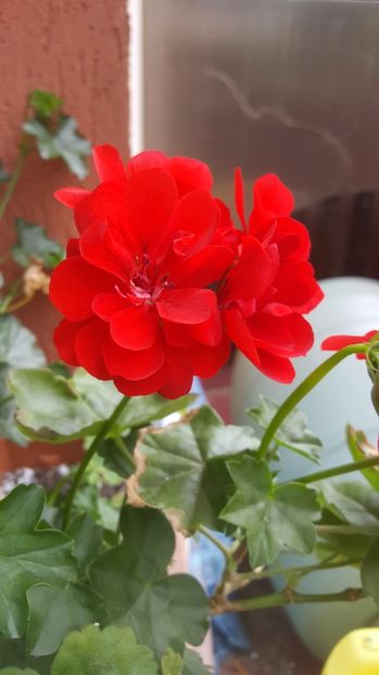 Double Take Red - Muscate