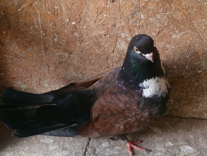  - ORBETENI pur si simpluu