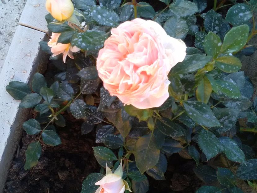  - Garden of Roses