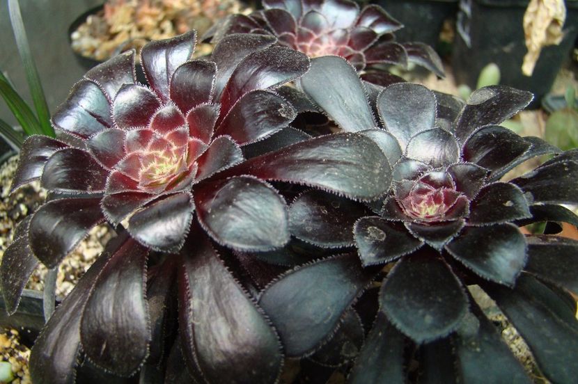 Aeonium arboreum 'Zwartkop' - SUCULENTE