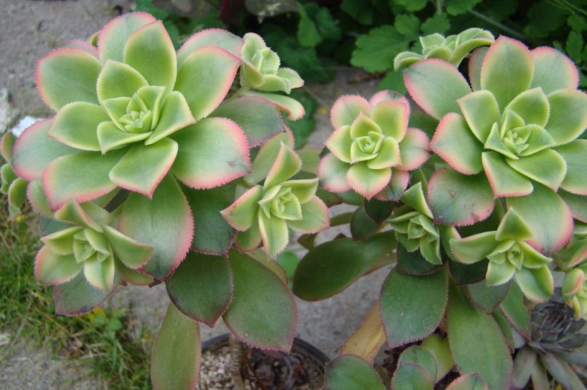 Aeonium decorum variegat cv. Sumburst - SUCULENTE