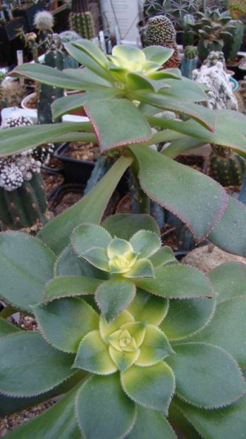 Aeonium decorum variegat cv. Sumburst - SUCULENTE