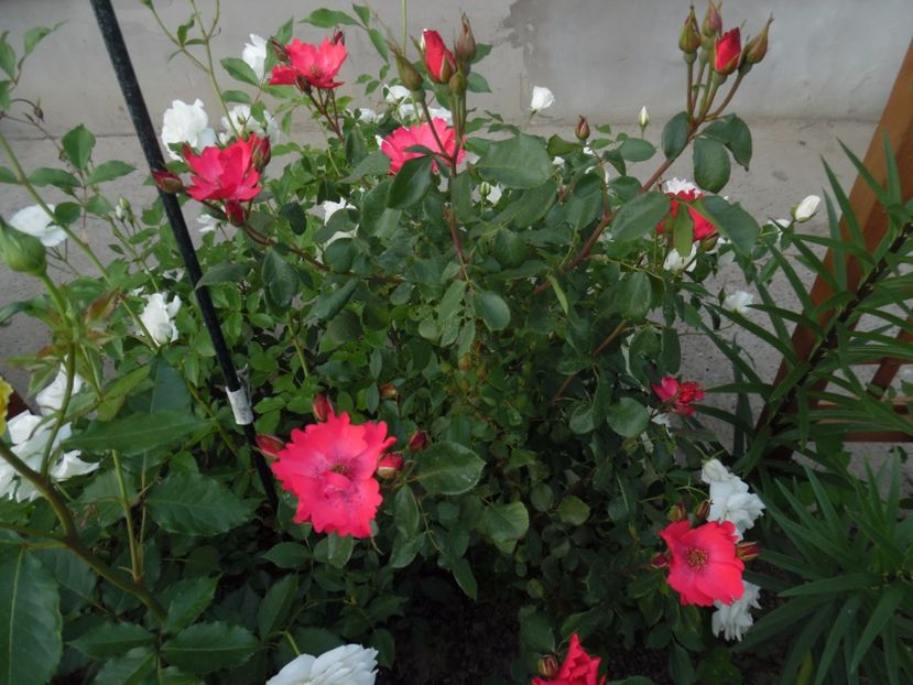  - Dominique Massad Rubis d Enco