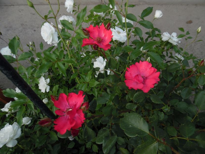  - Dominique Massad Rubis d Enco