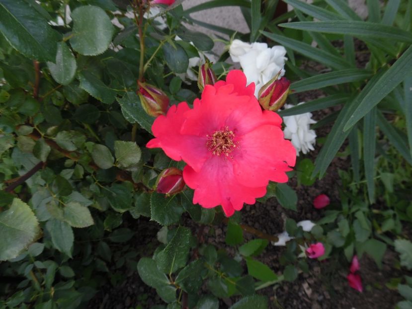  - Dominique Massad Rubis d Enco